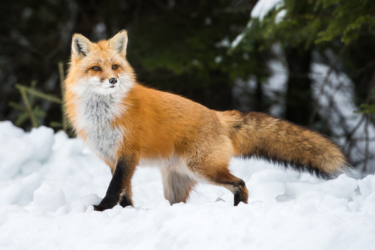 Are domesticated foxes helping scientists discover how wolves were domesticated into dogs?